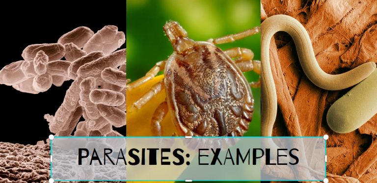 9 Examples of Parasitism 9 Examples of Parasitism