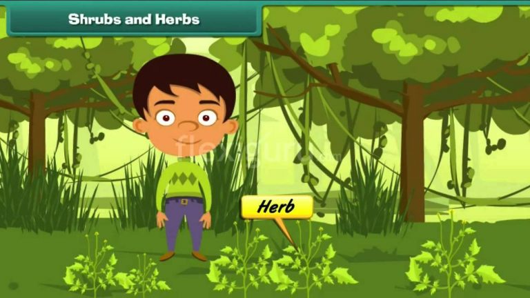 5 Characteristics Of Shrubs, Types, Uses And Functions