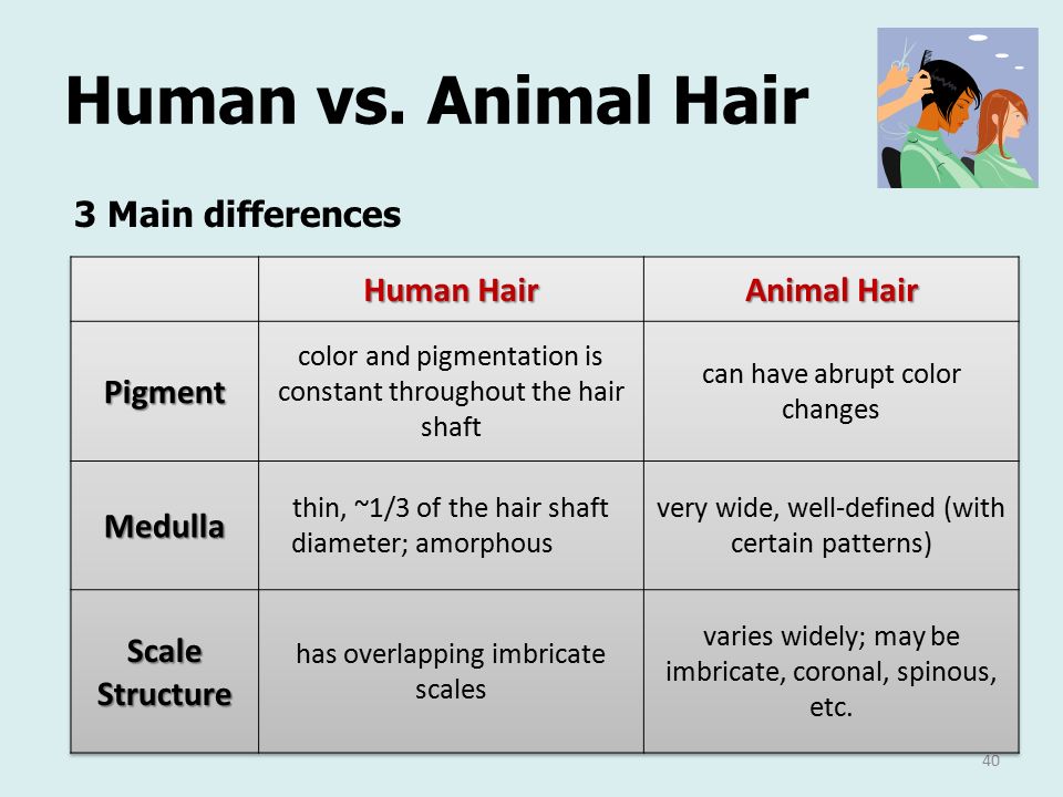 Human And Animal Hair - Similarities, 4 Functions, And 3 Differences |   Trending News, Gist, And Gossip