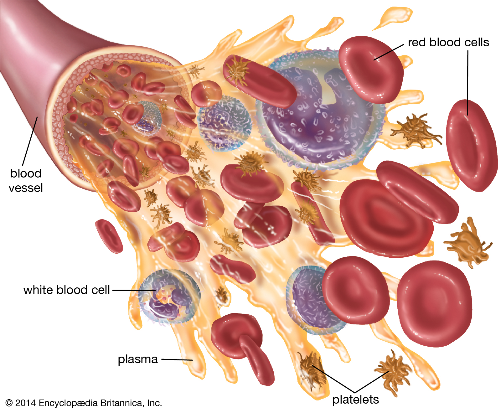 Blood and blood cells