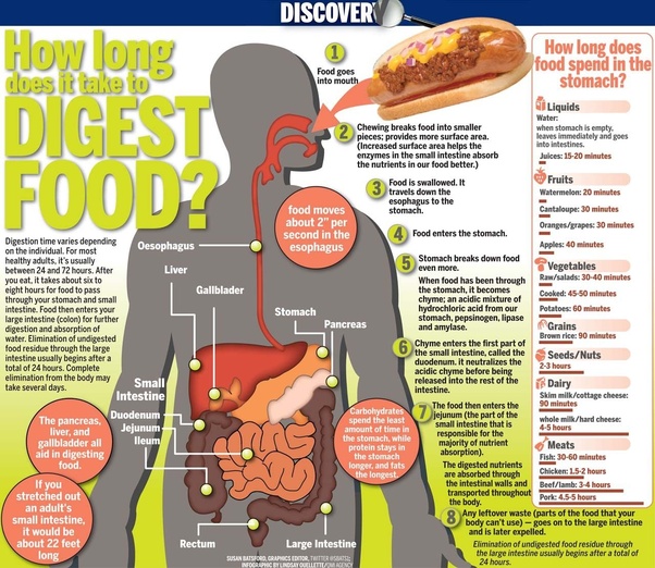 Food Digestion