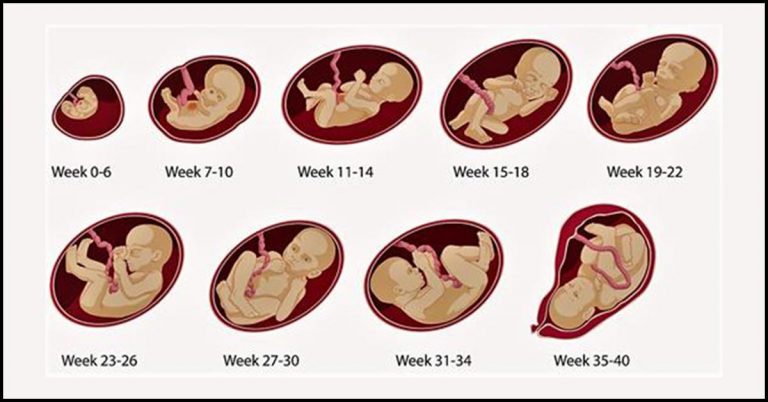 Pregnancy and things to avoid