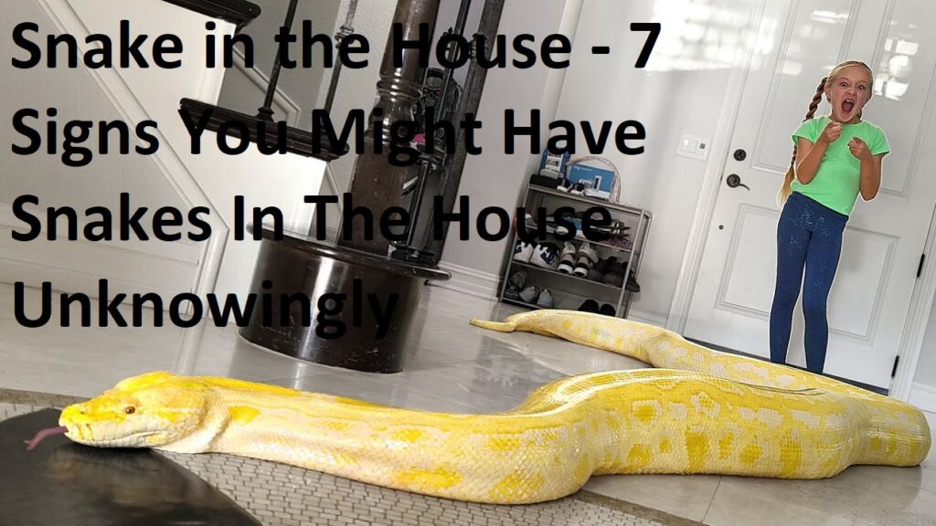 Snake in the House - 7 Signs You Might Have Snakes In The House Unknowingly