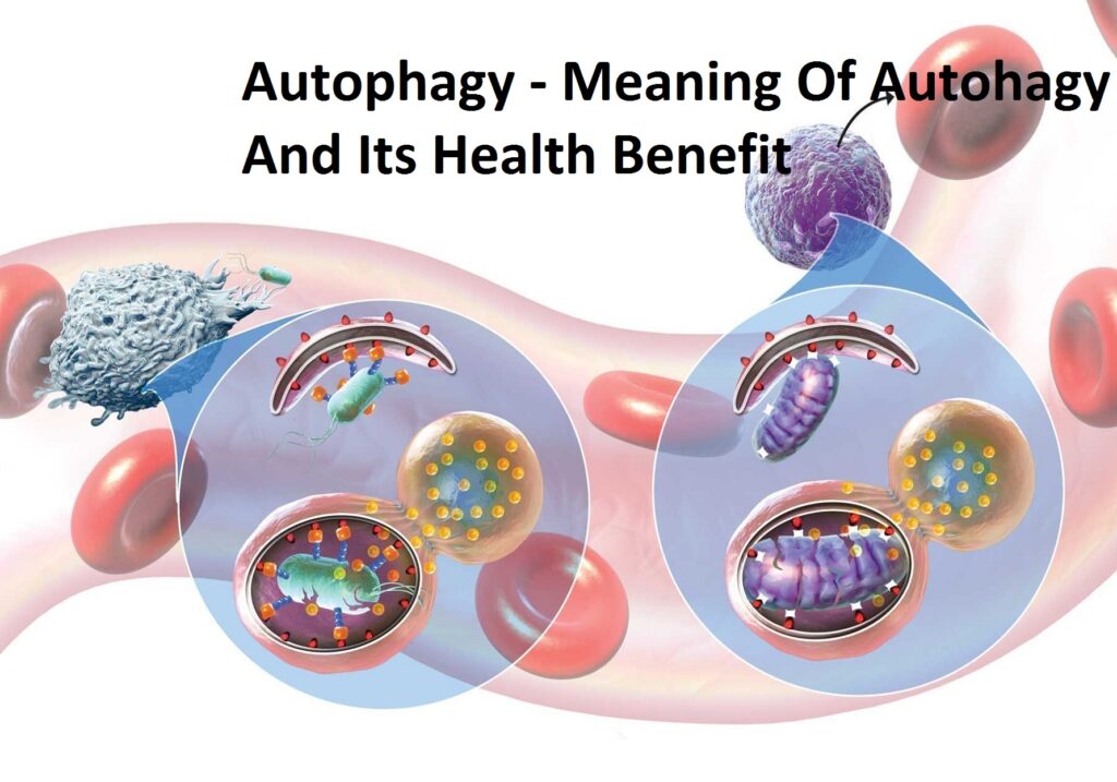 Autophagy - Meaning Of Autophagy And Its Health Benefits