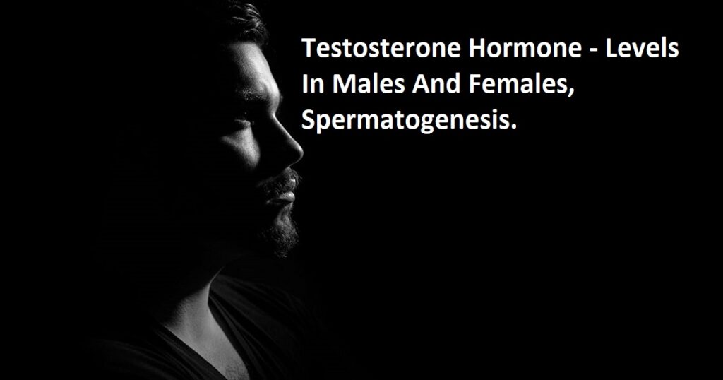 Testosterone Hormone - Levels In Males And Females, Spermatogenesis.