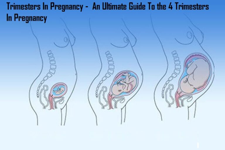 Trimesters In Pregnancy – An Ultimate Guide To the 4 Trimesters In Pregnancy Trimesters In Pregnancy – An Ultimate Guide To the 4 Trimesters In Pregnancy