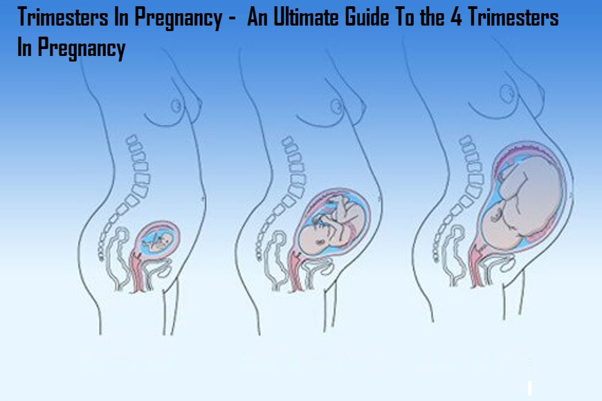 Trimesters In Pregnancy -  An Ultimate Guide To the 4 Trimesters In Pregnancy