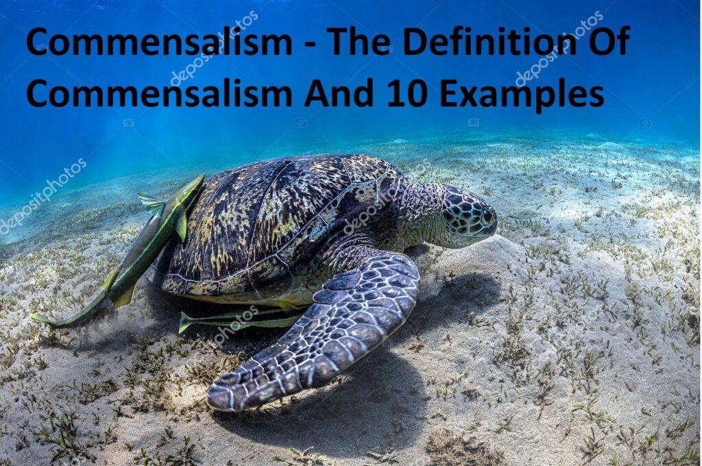 Commensalism - The Definition Of Commensalism And 10 Examples