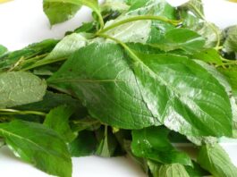 Scent Leaf: 20 Health Benefits of Scent Leaf