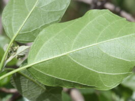 Cordia dichotoma (Anonang) Leaves