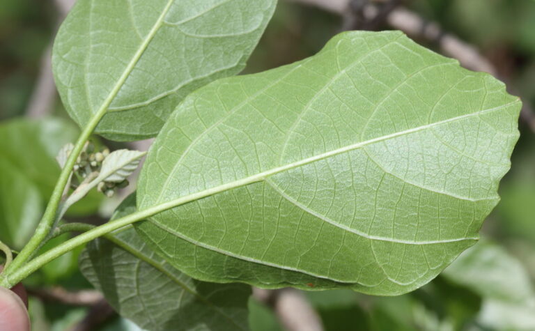Cordia dichotoma (Anonang) Leaves: Enjoy Nature’s gift that has no known Side Effect