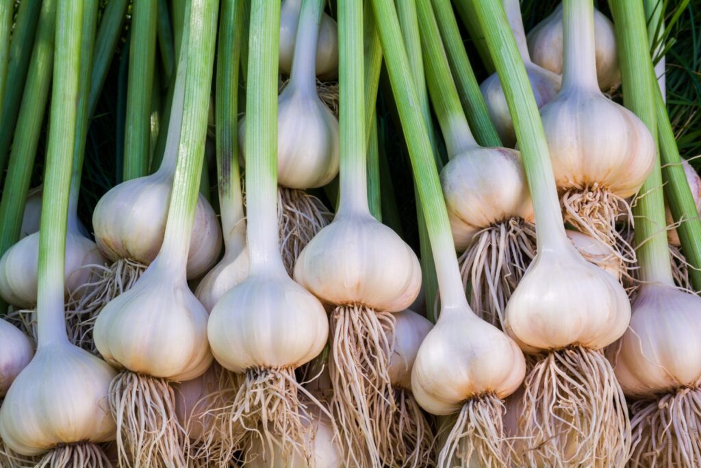Garlic: 8 Most Powerful and Effective Health Benefits