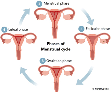 Menstrual Cycle Phase: Understanding Its Essential 4 Phases and Durations