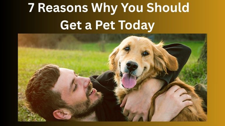 7 Reasons Why You Should Get a Pet Today